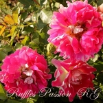 Ruffles Passion / Раффлз Пешн