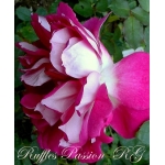 Ruffles Passion / Раффлз Пешн