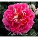 Ruffles Passion / Раффлз Пешн