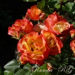 Rumba (Румба)