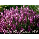 Сальвія дібровна Пінк Фрісланд (Salvia nemorosa Pink Friesland)