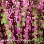 Сальвія дібровна Пінк Фрісланд (Salvia nemorosa Pink Friesland)