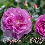 Saphir (Сапфир)