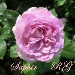 Saphir (Сапфир)