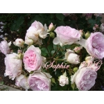 Saphir (Сапфир)