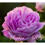 Saphir (Сапфир)