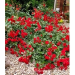 Scarlet Meillandecor / Скарлет Мейяндекор