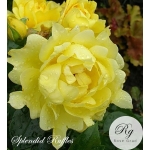 Splendid Ruffles / Сплендид Раффлз