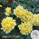 Splendid Ruffles / Сплендид Раффлз