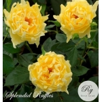 Splendid Ruffles / Сплендид Раффлз