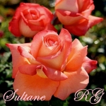 Sultane (Султан)