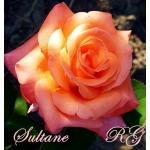 Sultane (Султан)