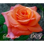 Sultane (Султан)