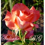 Sultane (Султан)