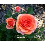 Teresa / Тереза