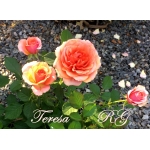 Teresa / Тереза