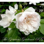 The Generous Gardener / Зе Дженероуз Гарденер
