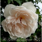 The Generous Gardener / Зе Дженероуз Гарденер