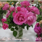 The Mc.Cartney Rose (Зэ Маккартни Роуз)