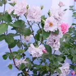 Tilia / Тілія
