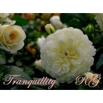 Tranquillity / Транквіліті