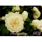 Tranquillity / Транквіліті