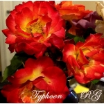 Typhoon / Тайфун