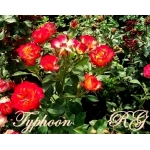 Typhoon / Тайфун
