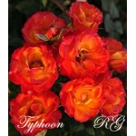 Typhoon / Тайфун