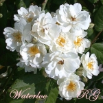 Waterloo / Ватерлоо