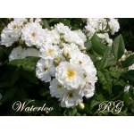 Waterloo / Ватерлоо