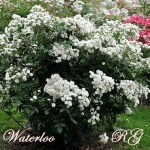 Waterloo / Ватерлоо