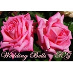 Wedding Bells (Веддинг Белз)