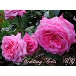 Wedding Bells (Веддинг Белз)