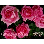 Wedding Bells (Веддинг Белз)