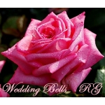 Wedding Bells (Веддинг Белз)