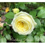 Wedding Piano / Веддінг Піано