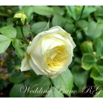 Wedding Piano / Веддінг Піано
