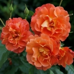 Westerland (Вестерленд)