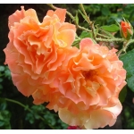 Westerland (Вестерленд)