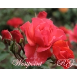Westpoint (Вестпоинт)