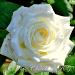 White Chocolate / Вайт Шоколад