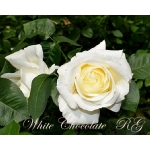 White Chocolate / Вайт Шоколад