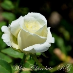 White Chocolate / Вайт Шоколад