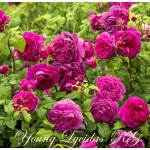 Young Lycidas / Янг Люсідас