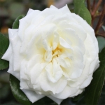 Alabaster Алабастер