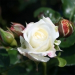 Alabaster Алабастер