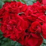 Amadeus / Амадеус