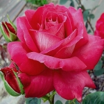 Sedaja Dama (Седая Дама)