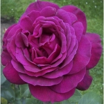 Big Purple  (Біг Перпл)